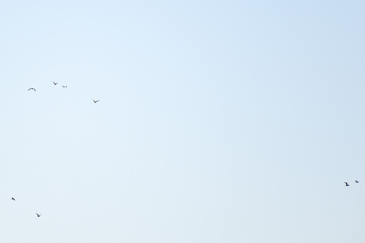 Möwe, unbestimmt - ML646736595