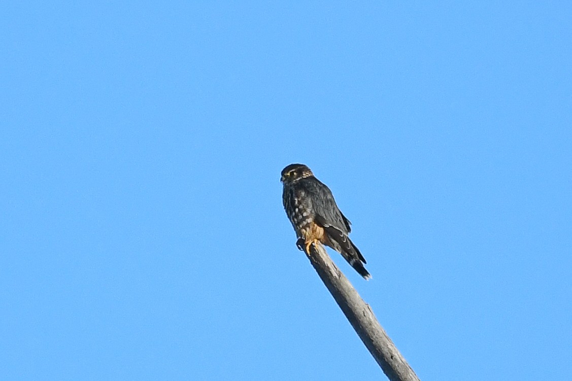 Belatz txikia - ML646736597