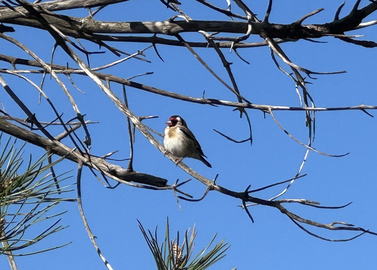 ゴシキヒワ - ML646736602