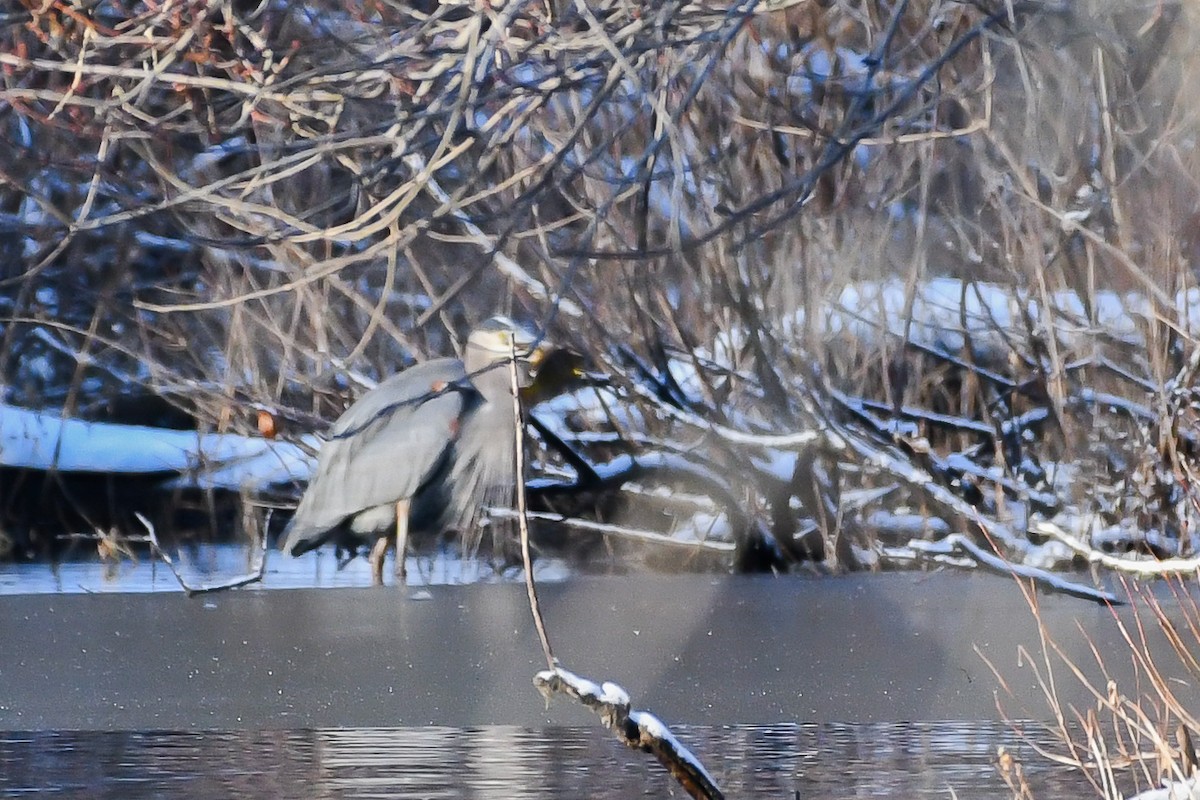 Koartza hauskara amerikarra - ML646736603