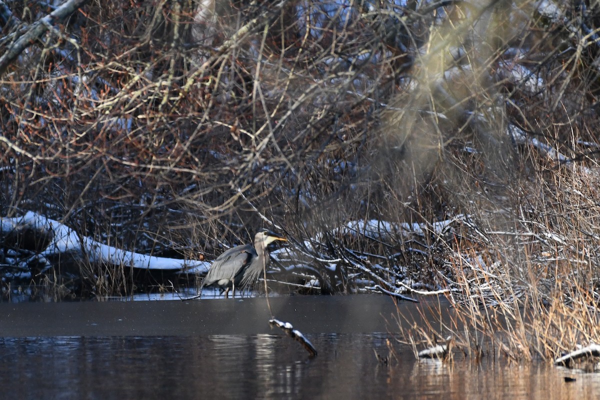 Koartza hauskara amerikarra - ML646736605