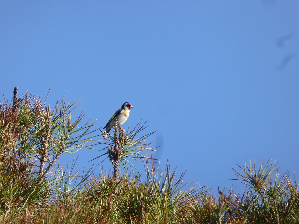 ゴシキヒワ - ML646736606