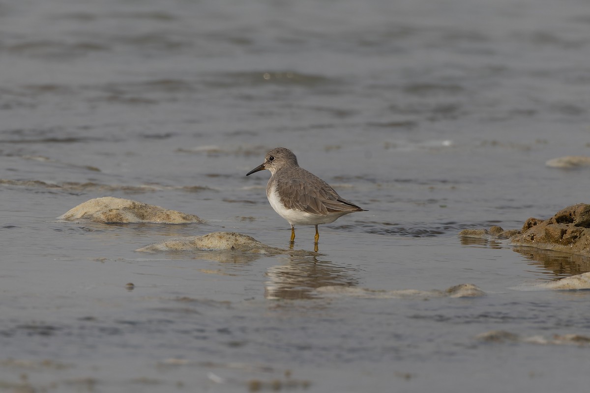 Correlimos de Temminck - ML646736609