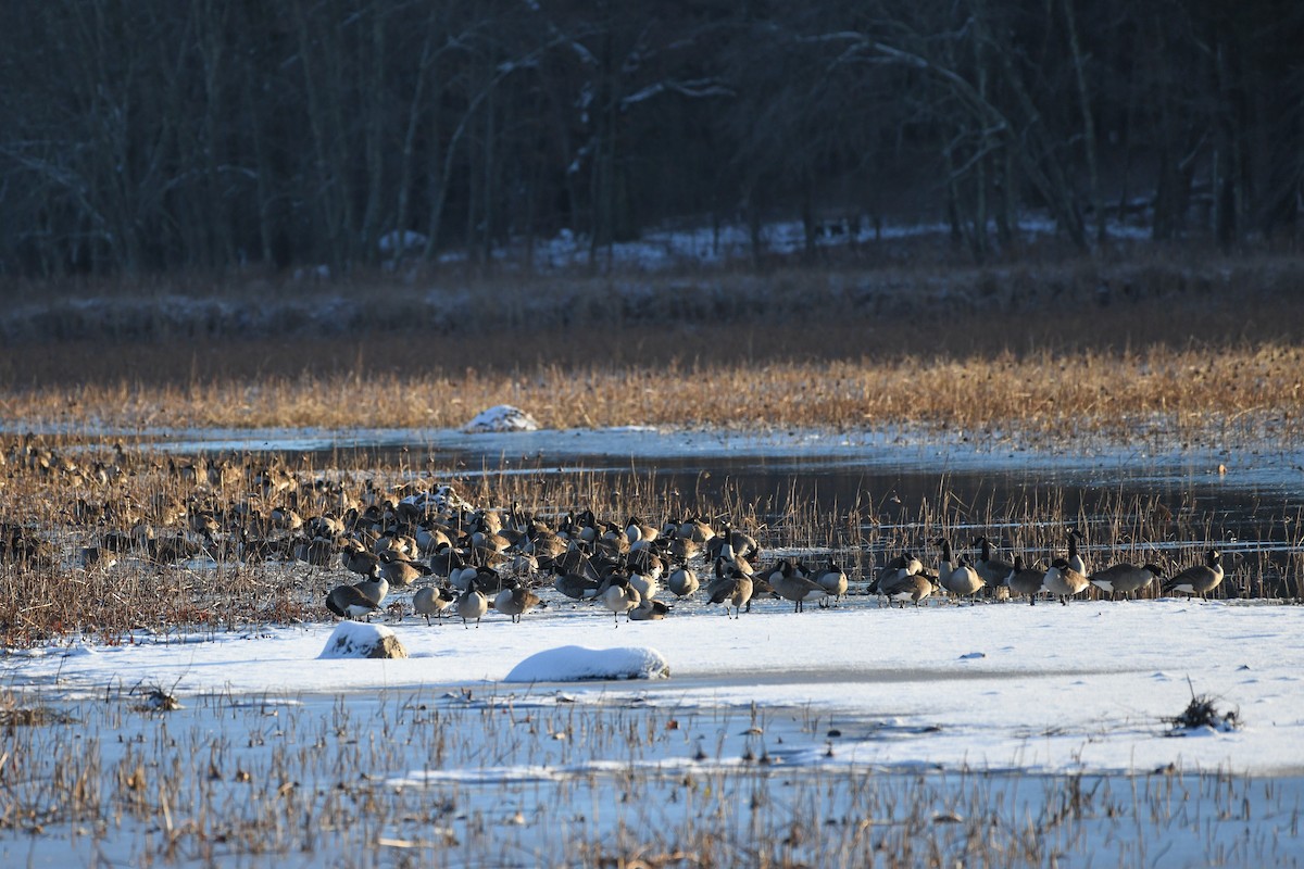 Branta kanadar handia - ML646736610