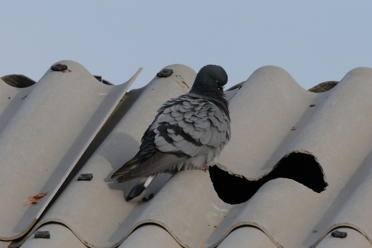 Hill Pigeon - ML646736611