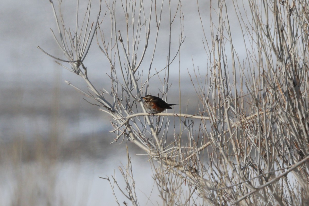 Redwing - ML646736613