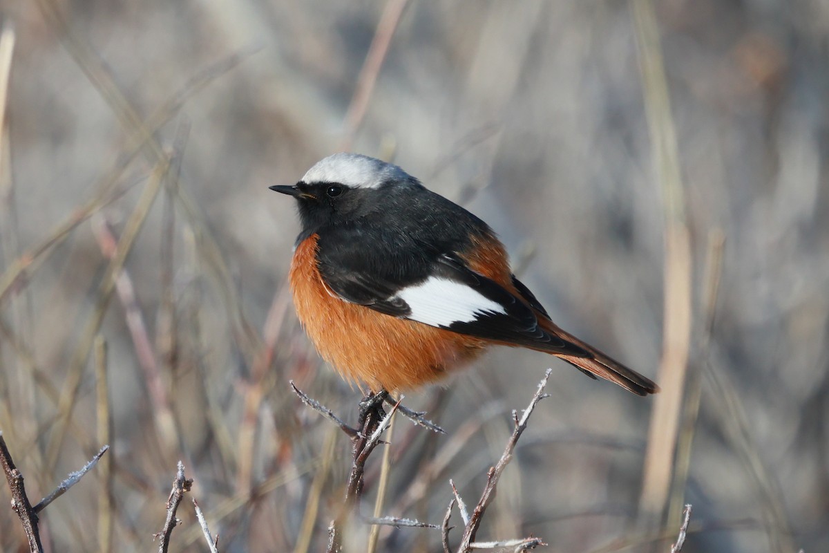 White-winged Redstart - ML646736615