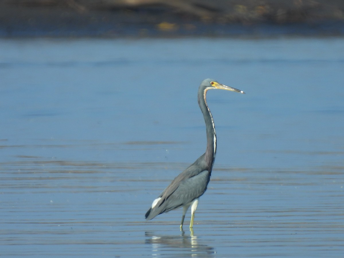 Tricolored Heron - ML646736616