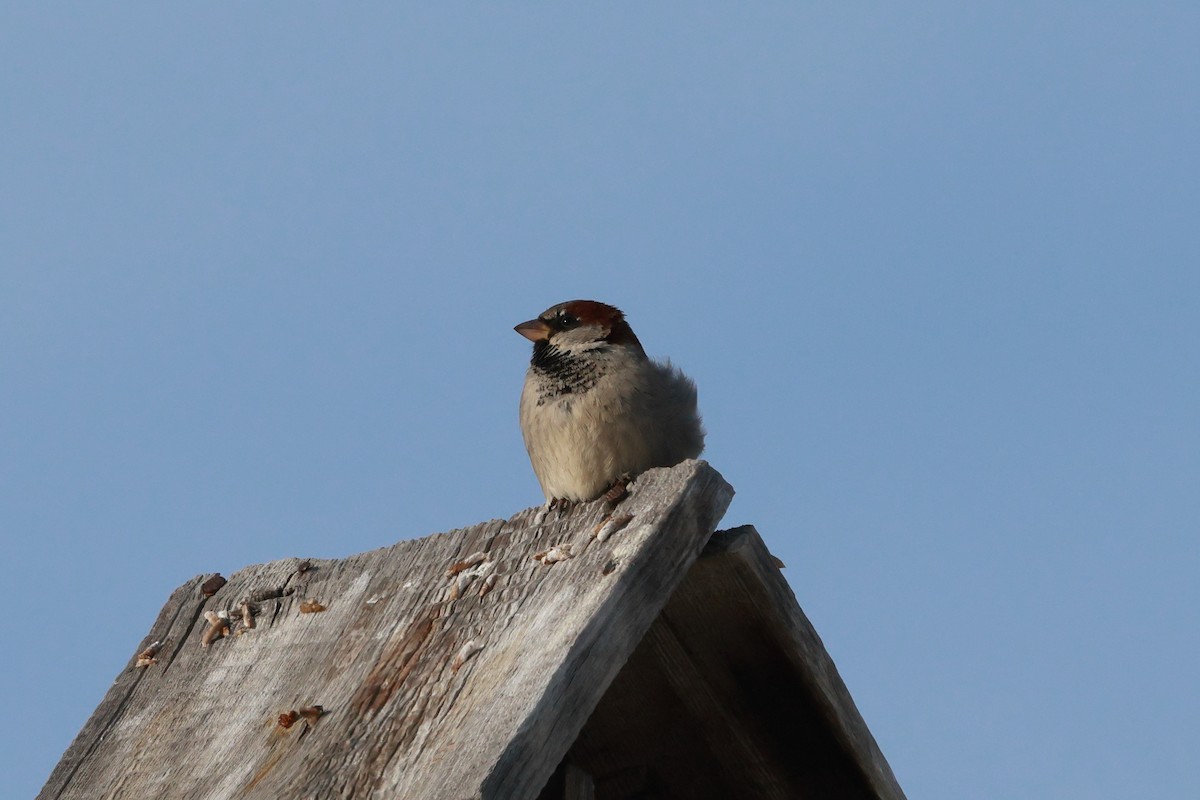 House Sparrow - ML646736622