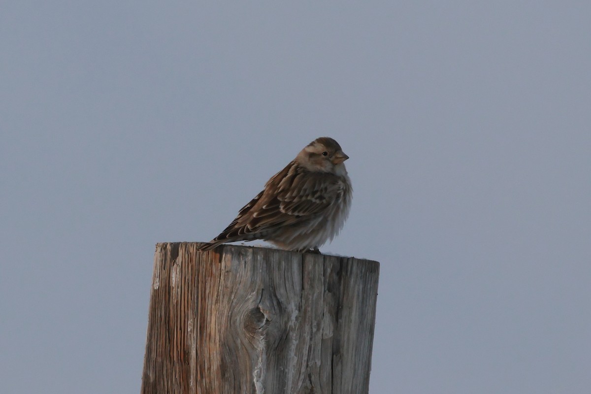 Rock Sparrow - ML646736628