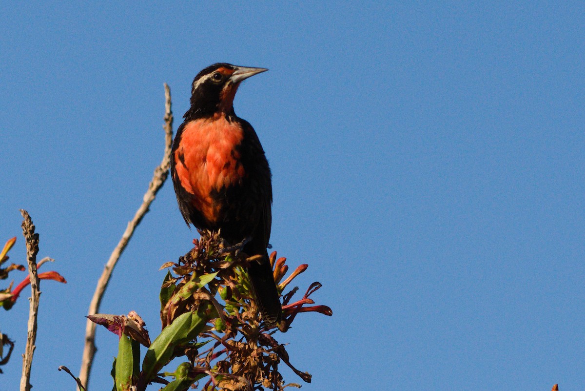 Long-tailed Meadowlark - ML646736629