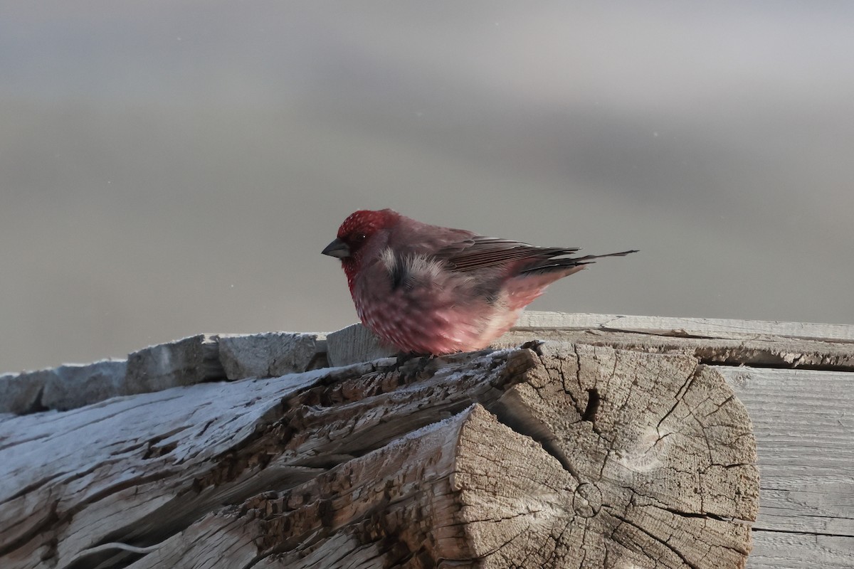 Great Rosefinch - ML646736635
