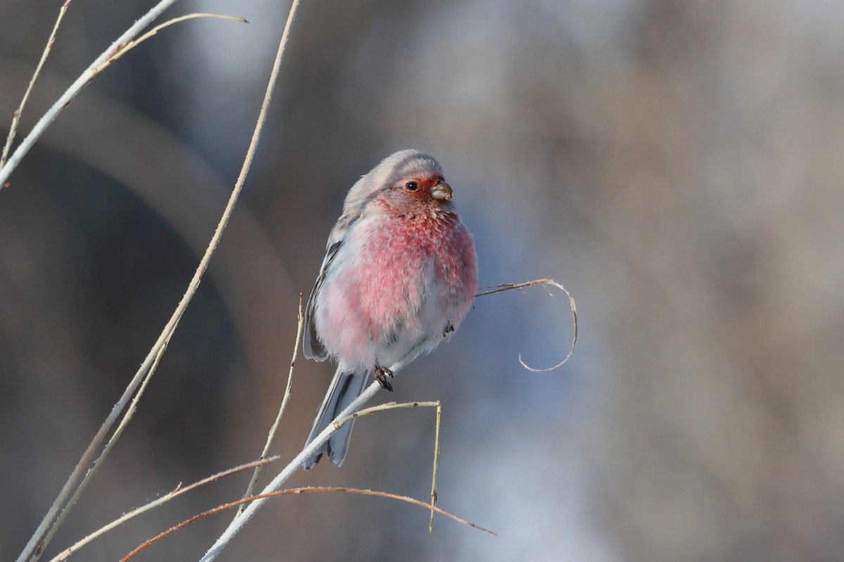 Long-tailed Rosefinch - ML646736637