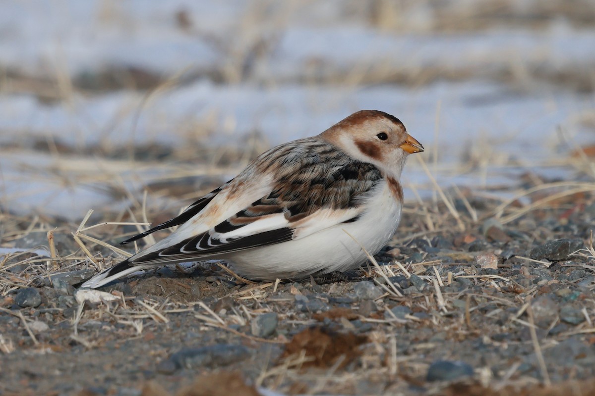 Snow Bunting - ML646736638