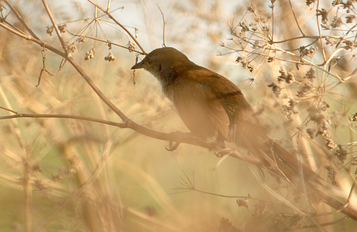 smussbrysttornfugl - ML646736639