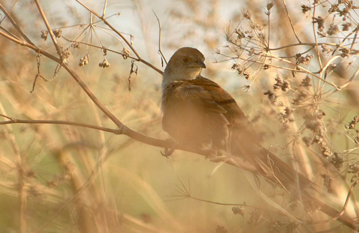 smussbrysttornfugl - ML646736640