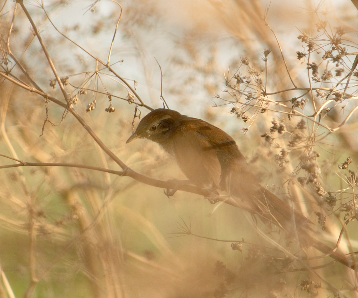 smussbrysttornfugl - ML646736641