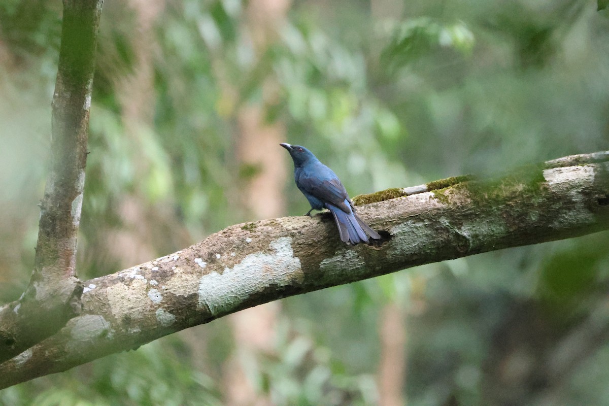 Asian Fairy-bluebird - ML646736642