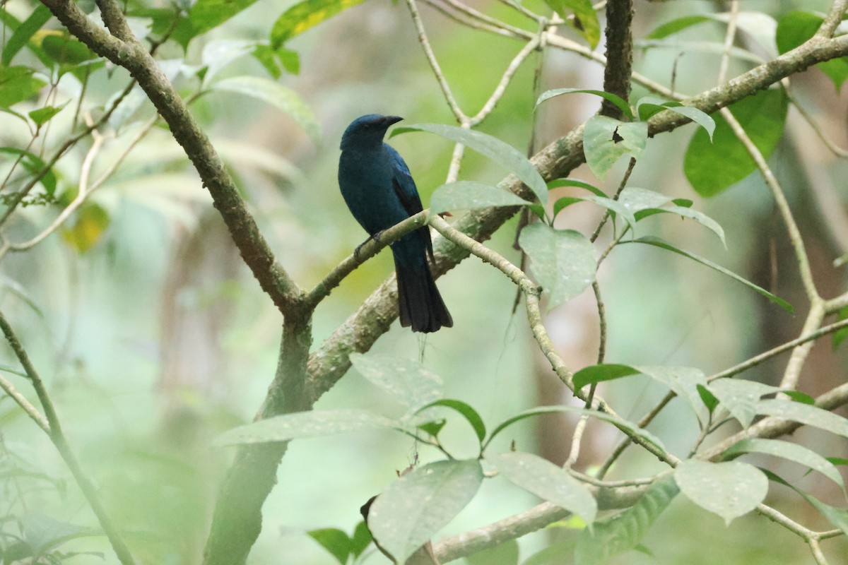 Asian Fairy-bluebird - ML646736645