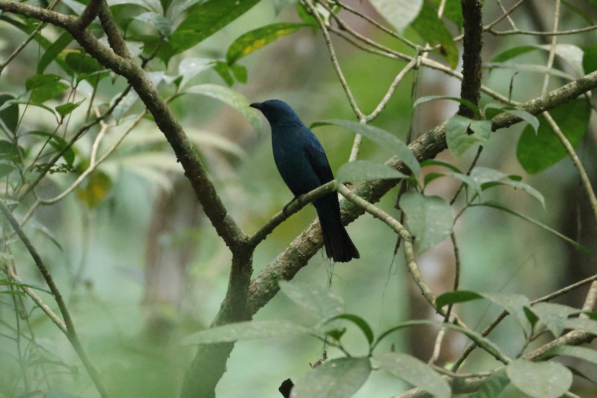 Ірена блакитна - ML646736647