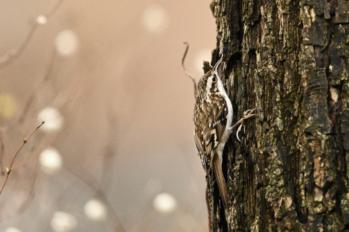 Eurasian Treecreeper - ML646736649