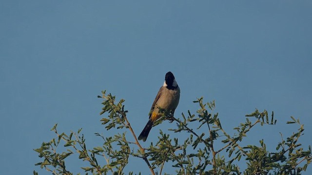 Bulbul belarrizuria - ML646736650