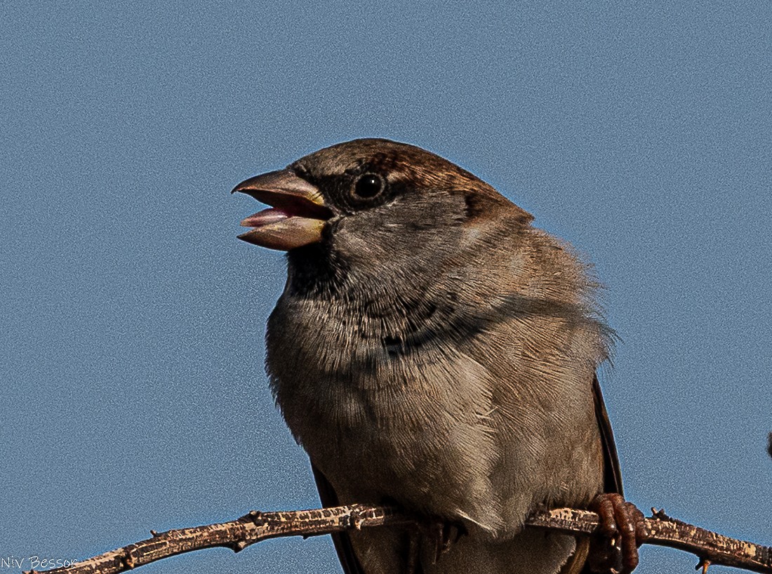 イエスズメ - ML646736651