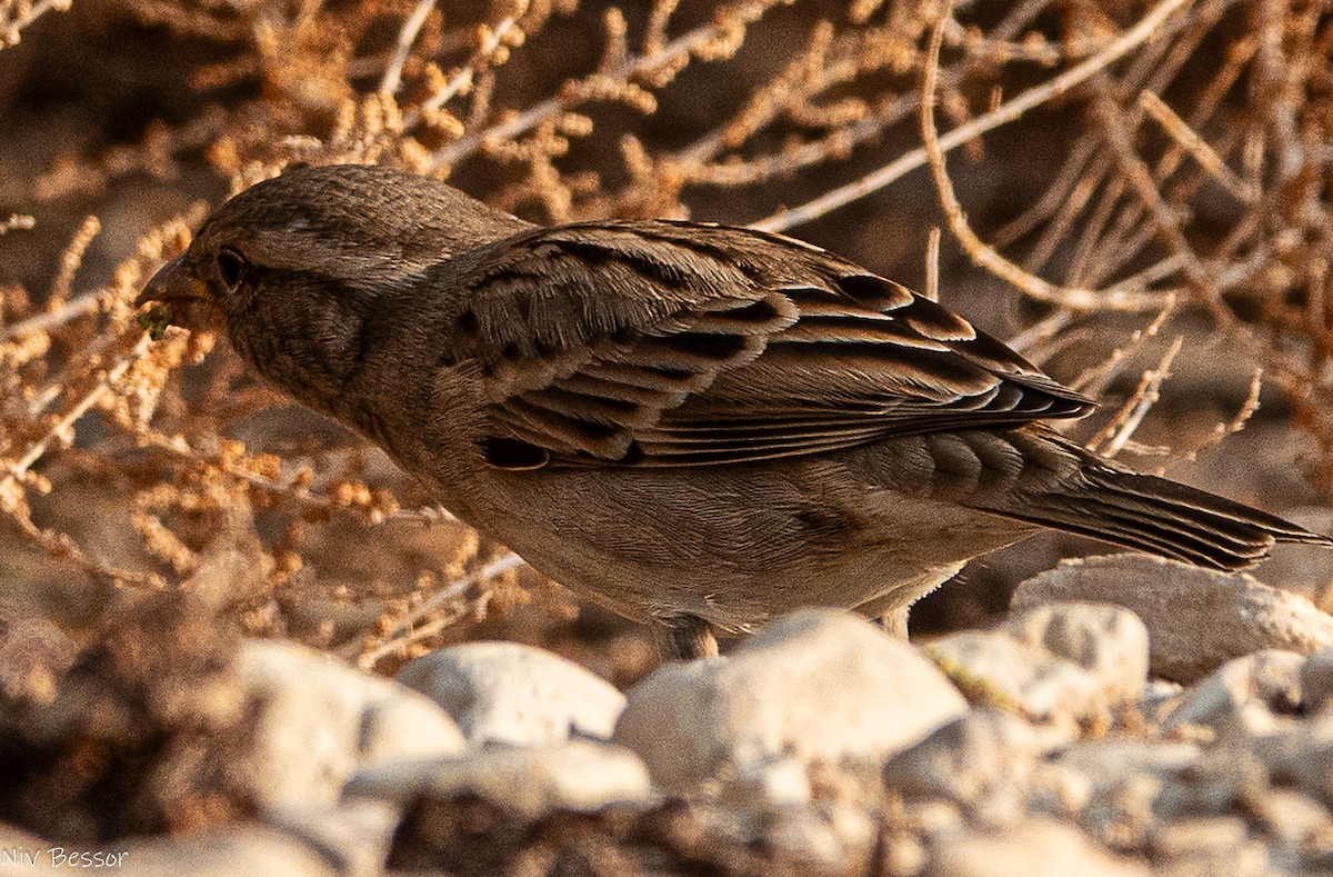 イエスズメ - ML646736652