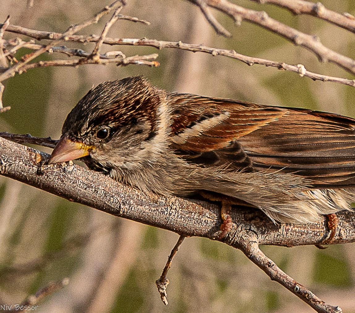 イエスズメ - ML646736654