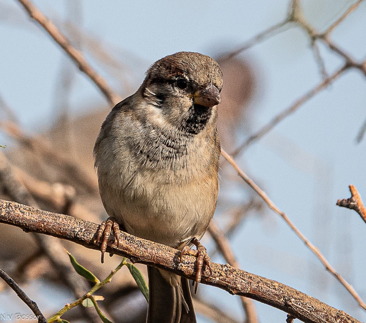 イエスズメ - ML646736655