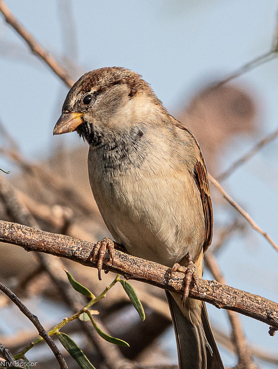 イエスズメ - ML646736656