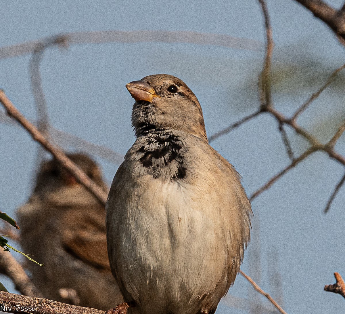 イエスズメ - ML646736657