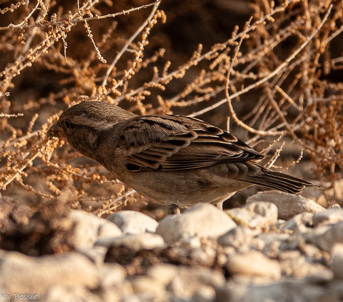 イエスズメ - ML646736658