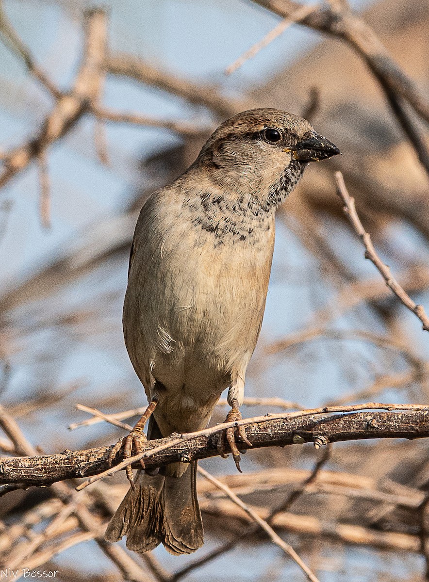 イエスズメ - ML646736660