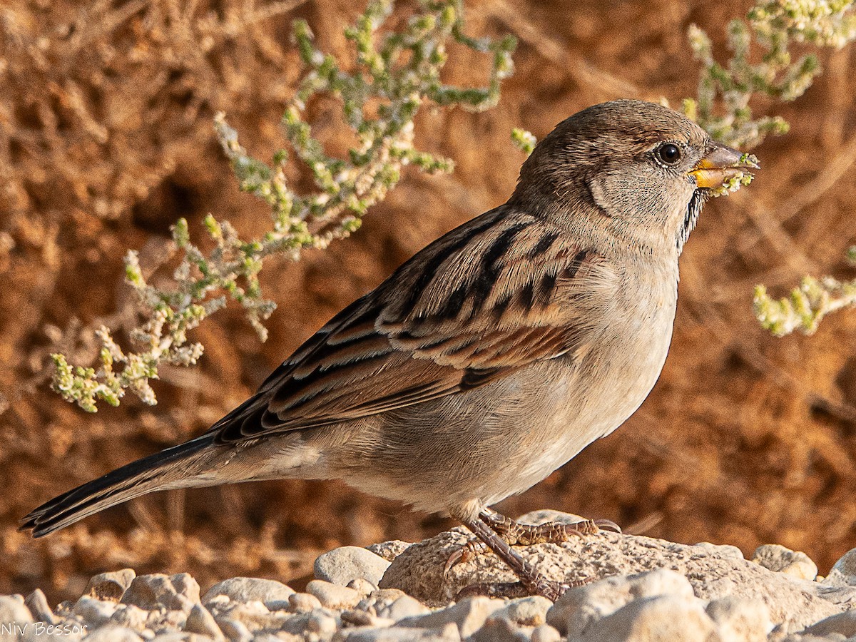 イエスズメ - ML646736661