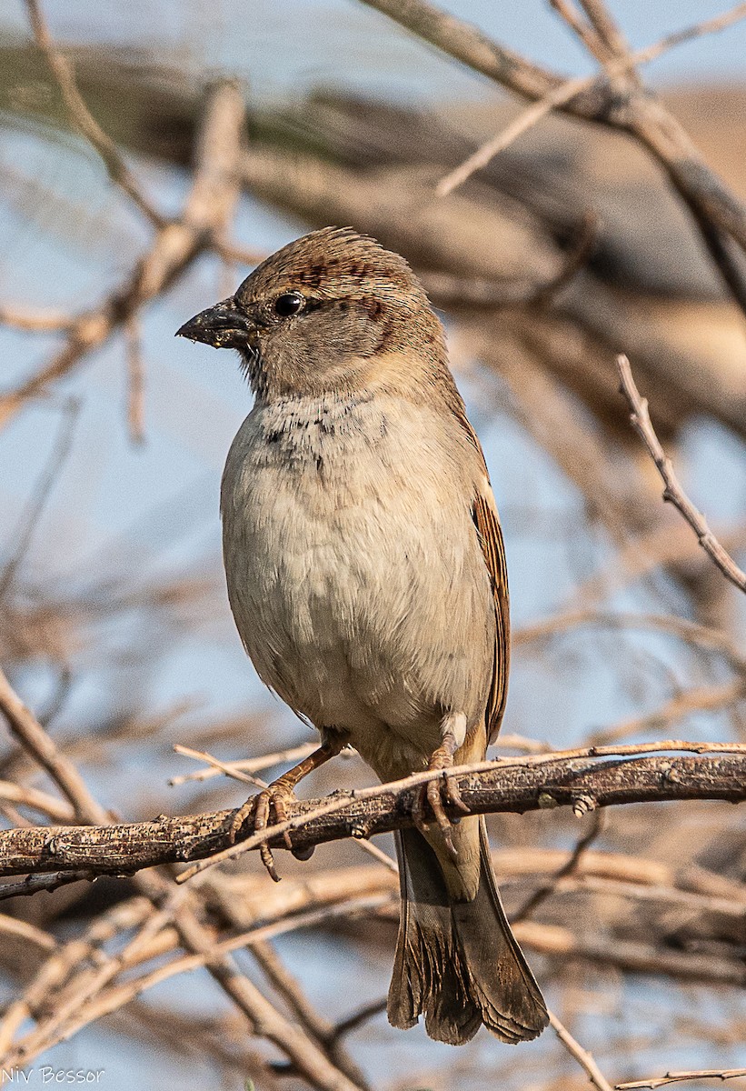 イエスズメ - ML646736662