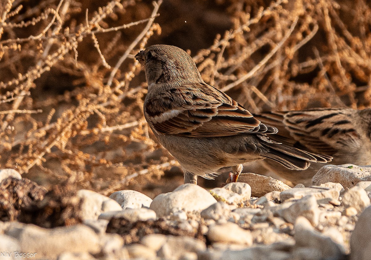 イエスズメ - ML646736664