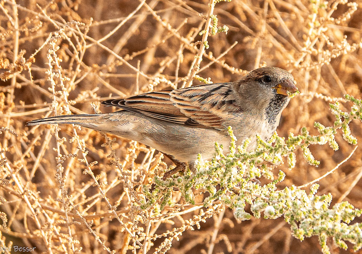 イエスズメ - ML646736668