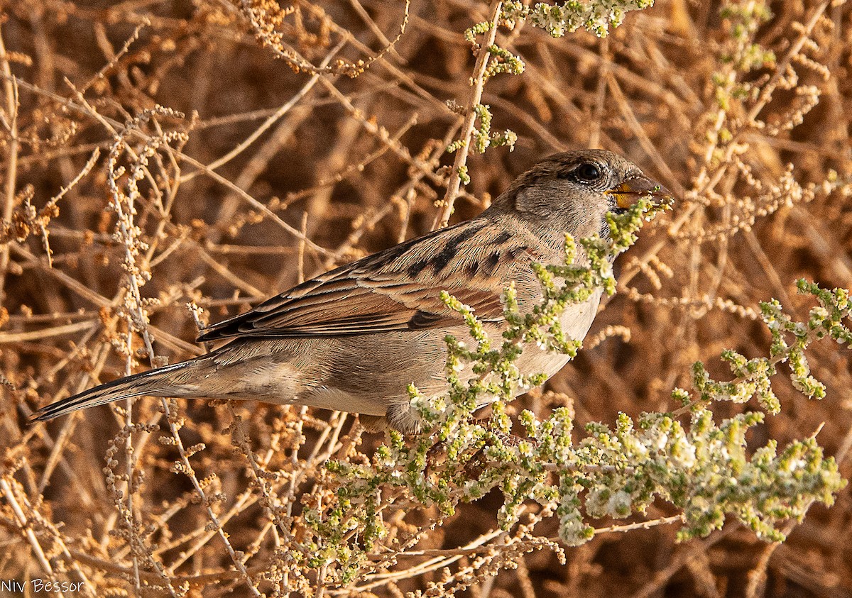 イエスズメ - ML646736669