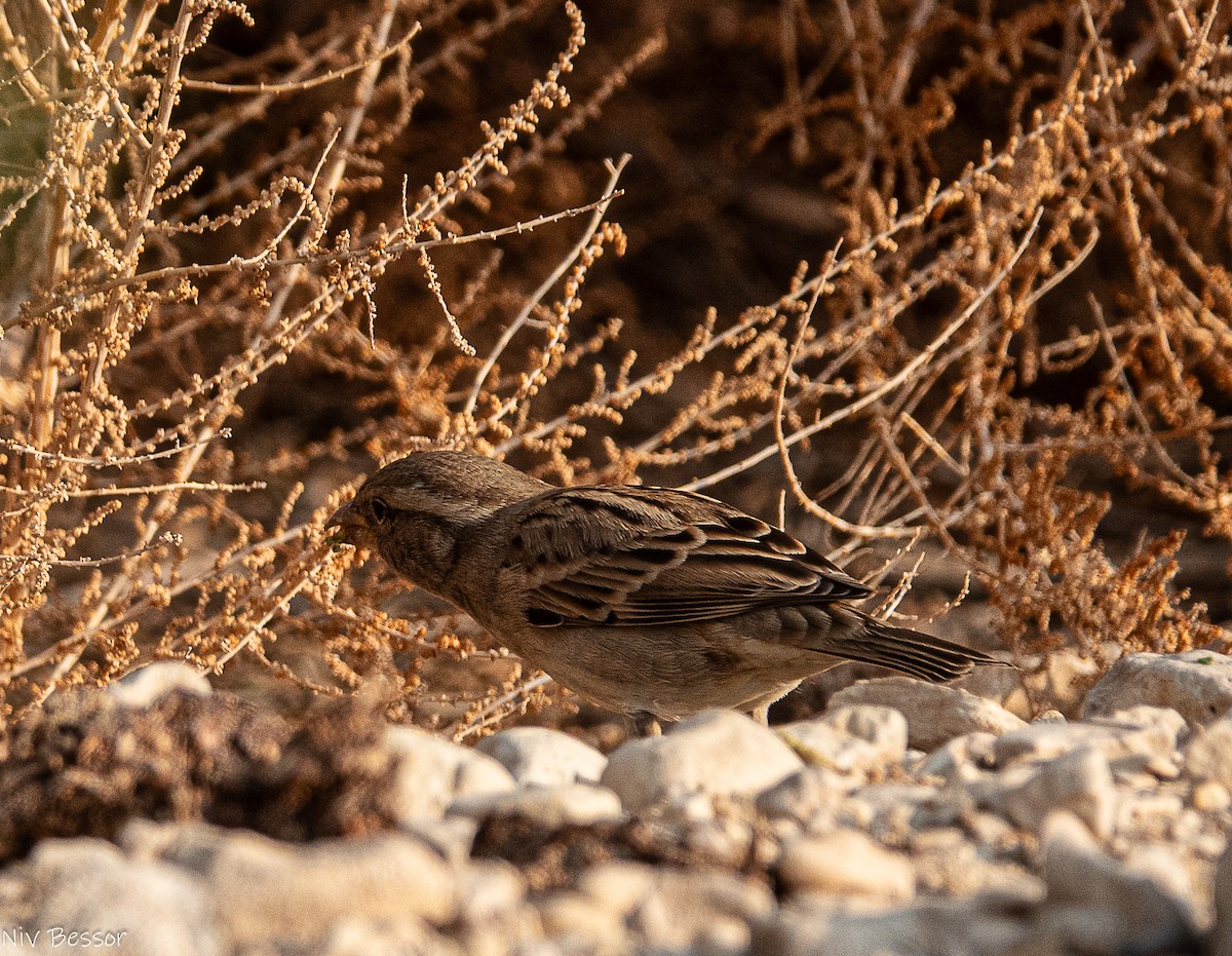 イエスズメ - ML646736670