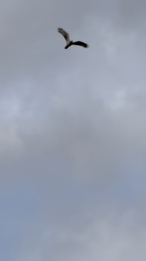 ミサゴ - ML646736675