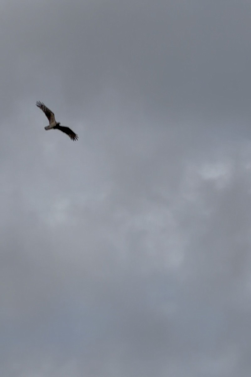 ミサゴ - ML646736676