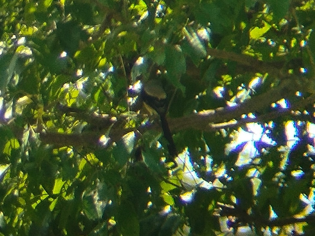 Сорокопуд довгохвостий - ML646736677