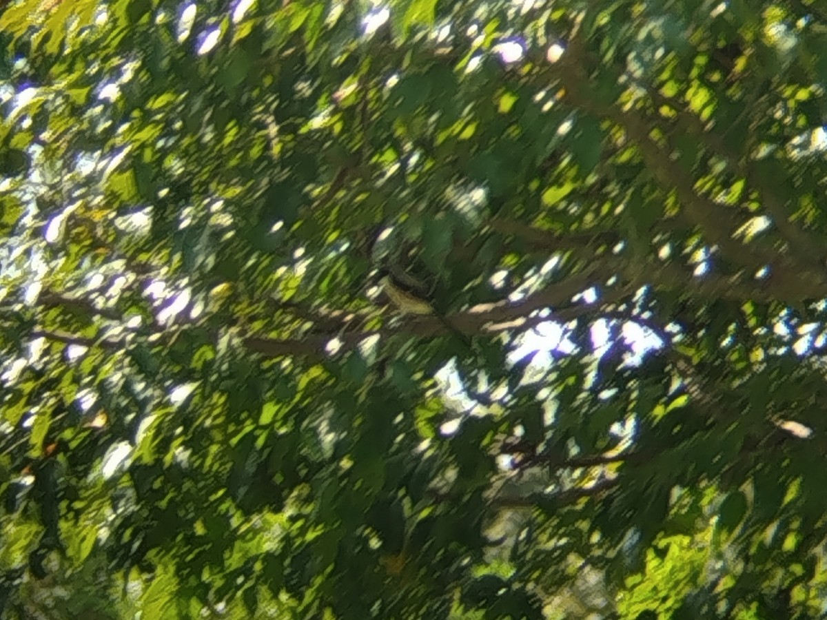 Сорокопуд довгохвостий - ML646736678