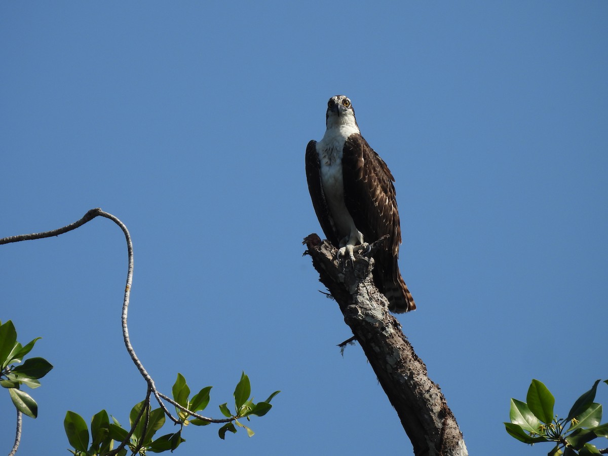 Скопа західна - ML646736679