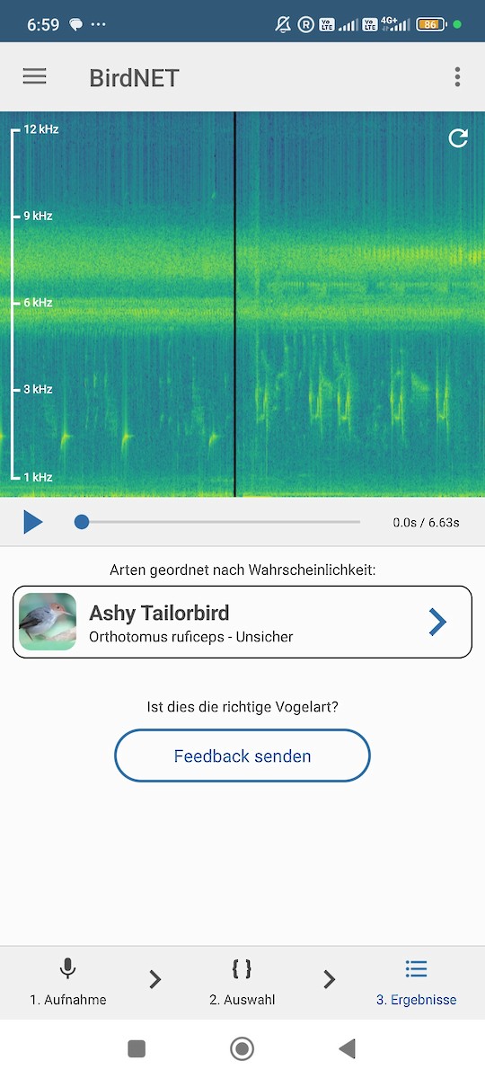 Кравчик рудощокий - ML646736681