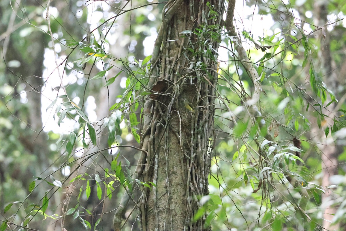 Квіткоїд індійський - ML646736683