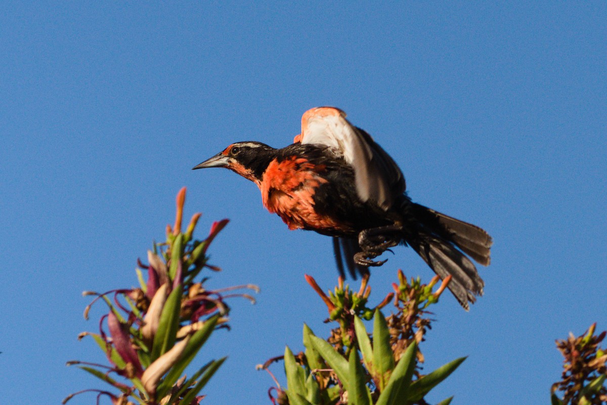 Long-tailed Meadowlark - ML646736684