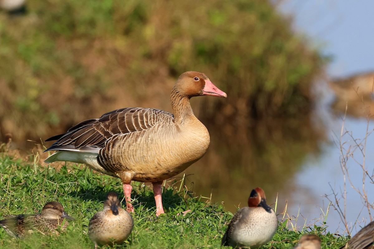 Oie cendrée - ML646736685