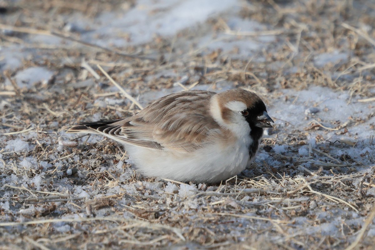 Ніверол монгольський - ML646736686